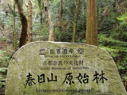 春日山原始林