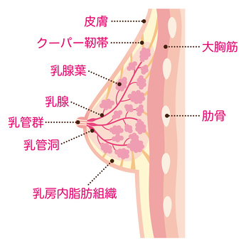 バストの仕組み